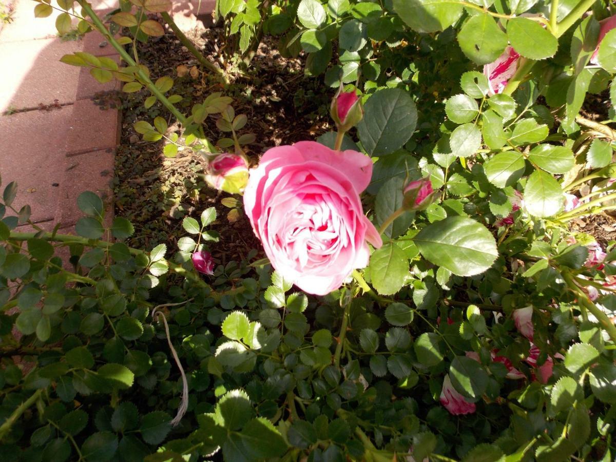 Willgottheim Le Gite Bleu מראה חיצוני תמונה